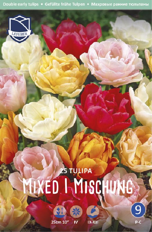 Tulpe Gefüllte frühe Mischung 11/12