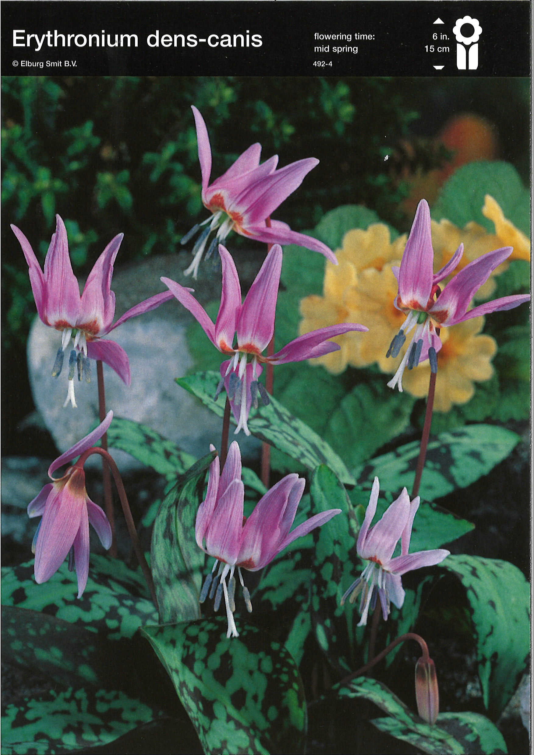 Erythronium dens-canis gemischt
