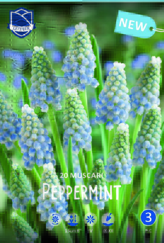 Muscari armeniacum "Pepermint" (Größe 8/9)