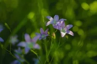 Glockenblume