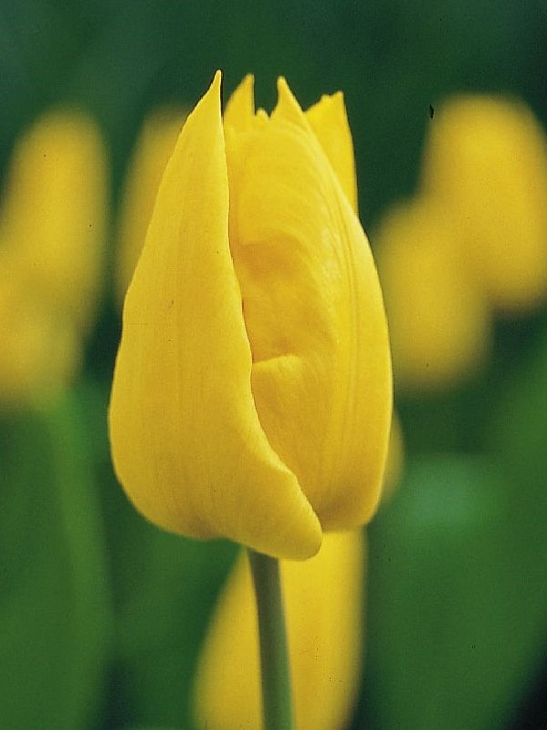 Tulpe Triumph Yokohama 12/+