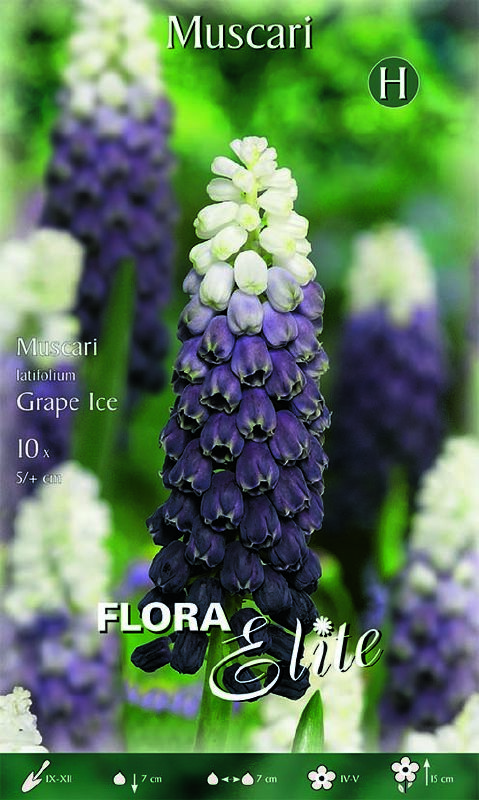 Traubenhyazinthe - Muscari latifolium Grape Ice 5+ - Produktbild 1
