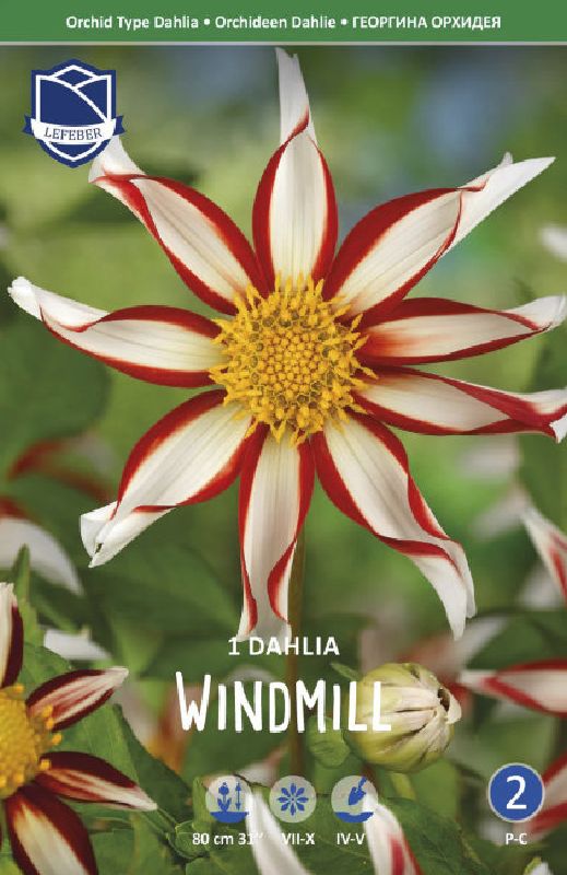 Dahlie Mignon Windmill