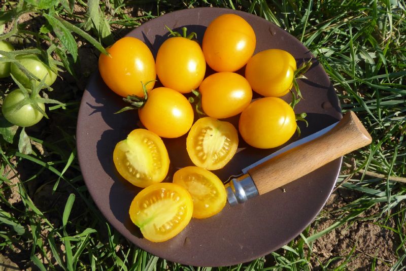 Bio Tomate Freiland Buschtomate Vivaoro