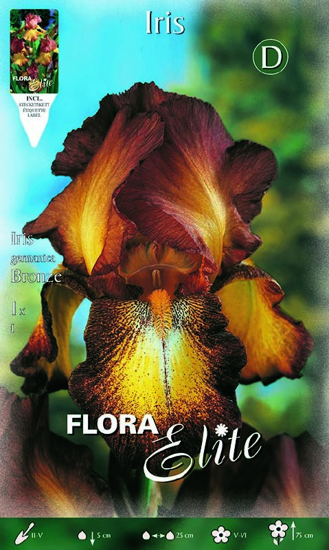 Iris germanica, Schwertlilie Bronze