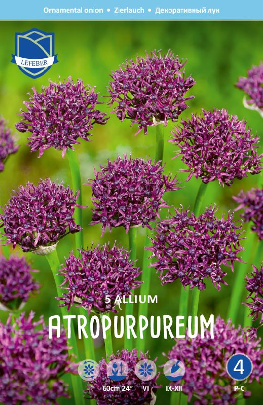 Allium atropurpureum 10/+