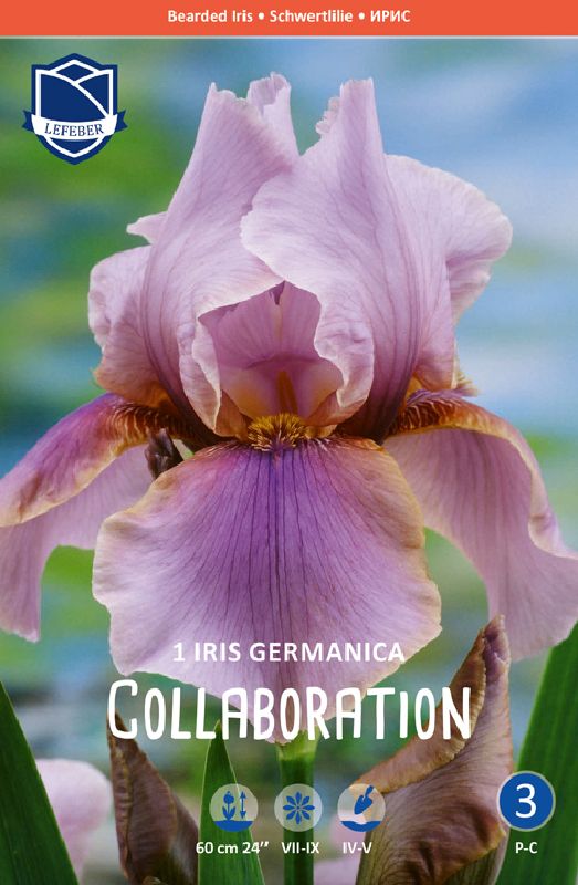 Iris germanica, Schwertlilie Flieder