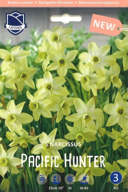 Jonquilla Narzisse Pacific Hunter