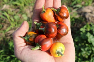 Bio Paprika Madame Paraplü (CA44) - Produktbild 3