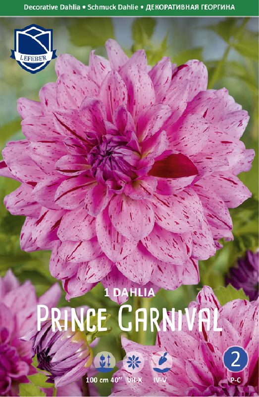 Dahlie Schmuck Prince Carneval