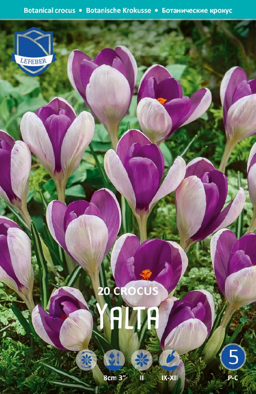 Krokus Yalta 5/+