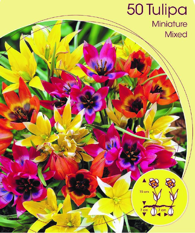 Wildtulpen-Mischung (Größe 5/+)