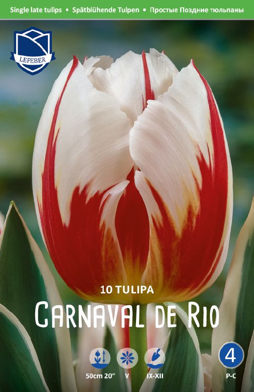 Tulpe spät Carneval de Rio