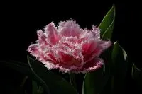 Rosa gefranste Tulpe vor dunklem Hintergrund