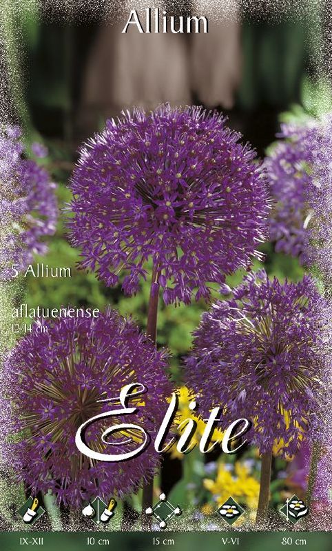 Allium aflat  Purple Sensation 12/14