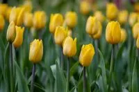 Gelbe Fosteriana-Tulpen mit grünen Blättern im Beet