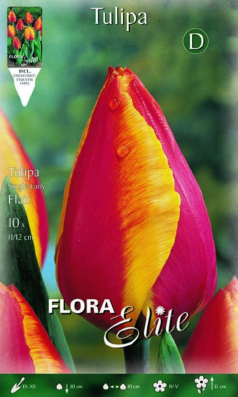 Tulpe Einfach früh Flair