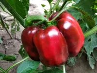 Reife rote Paprikaschoten wachsen an der Pflanze im Gartenbeet