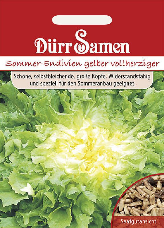 Salat Sommerendivien Gelber Vollherziger