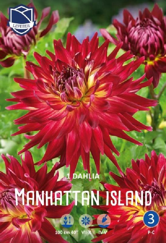 Dahlie Schmuck Manhattan Island