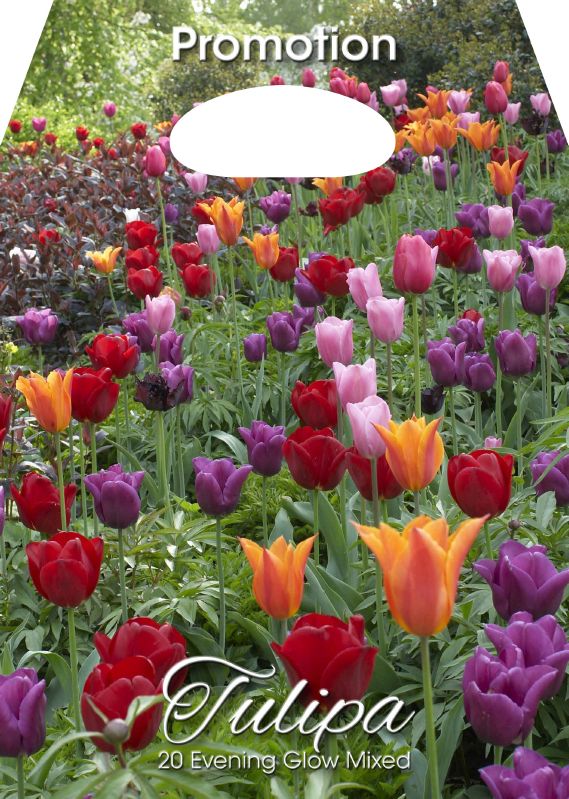 Mischung Tulpen 'Purple Dream'
