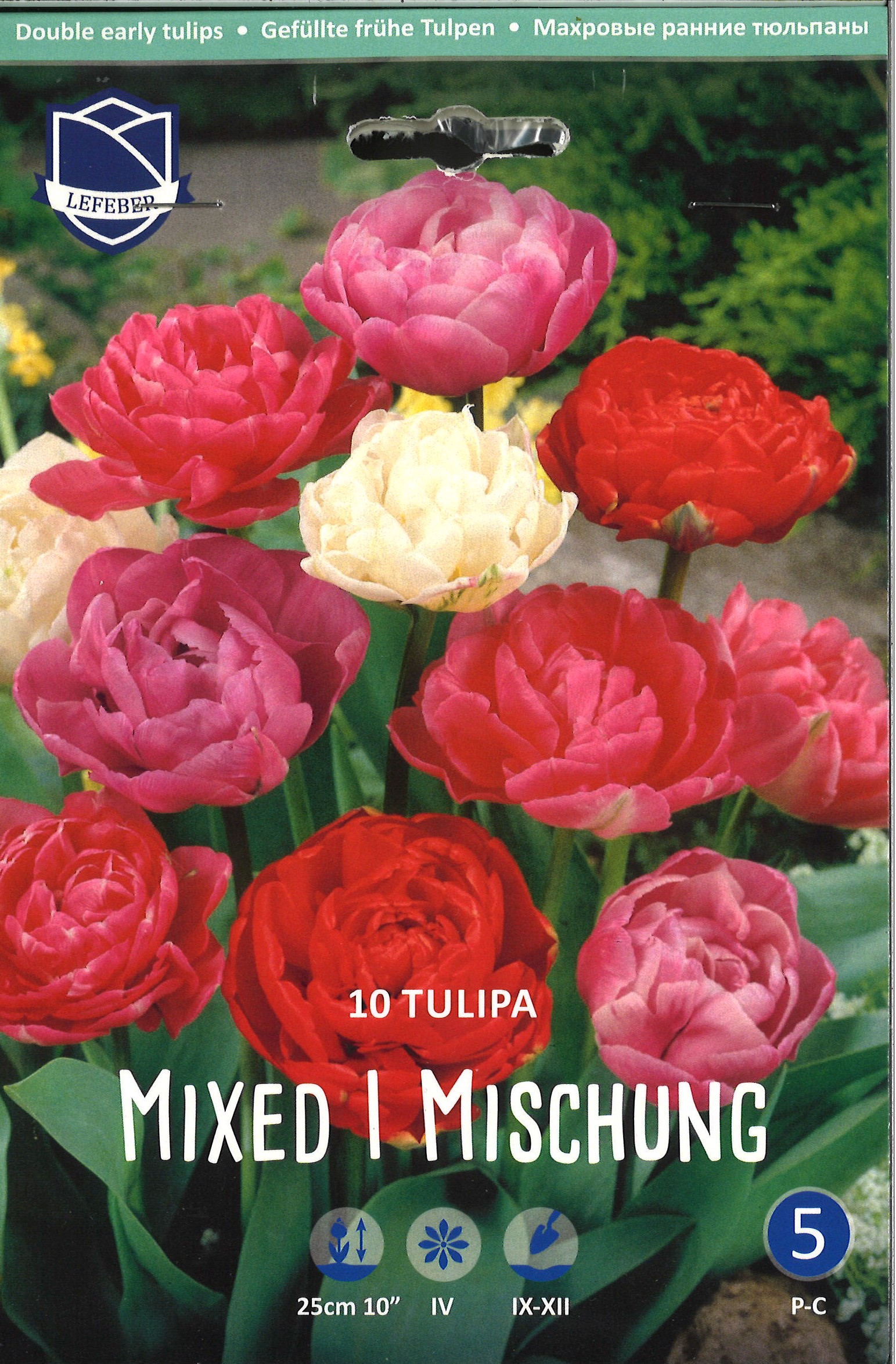 Mischung Gefüllte Tulpe
