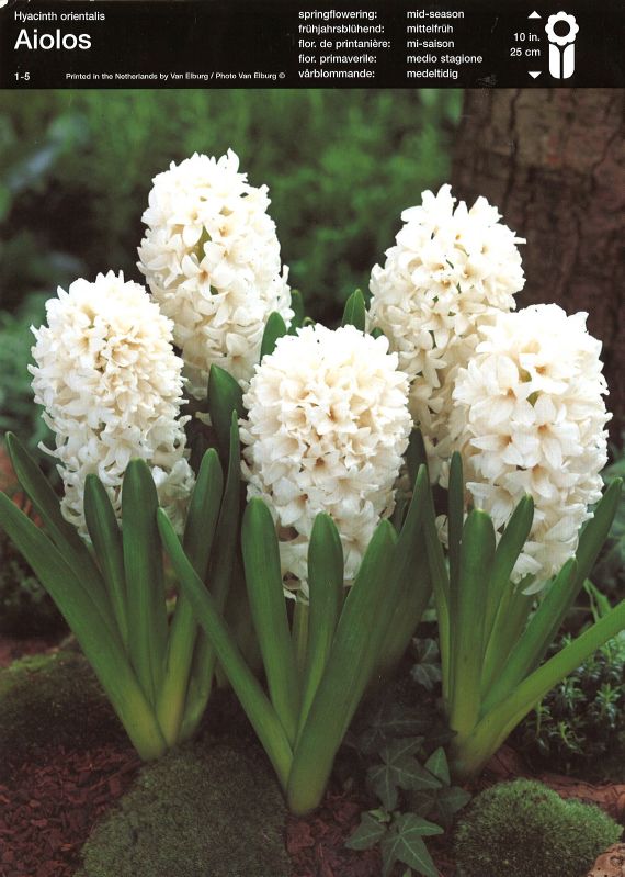 Hyazinthe Garten Aiolos 16/17