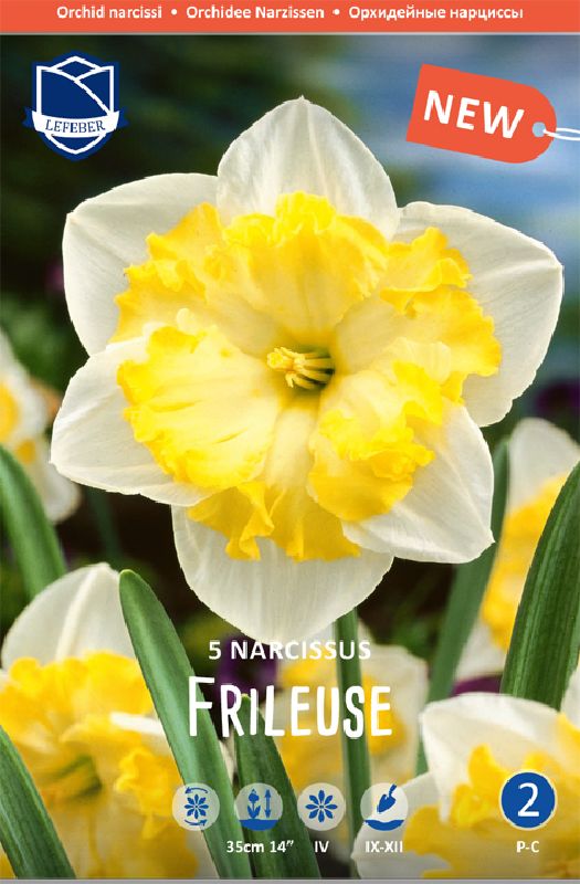 Narzisse Frileuse 12/14