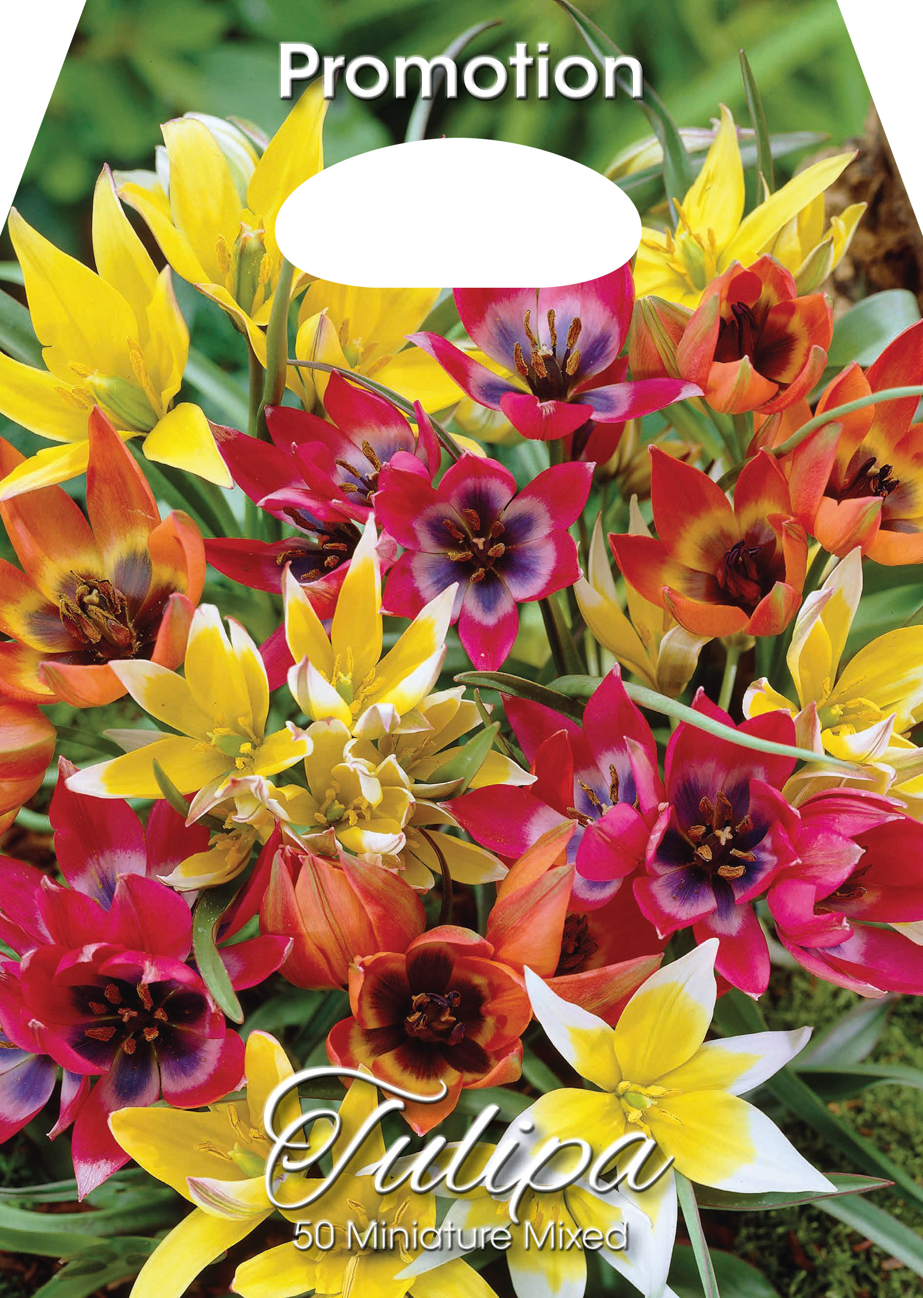 Tulpe Botanische Mischung