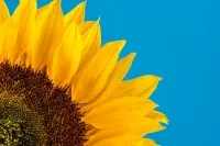 Sonnenblume
