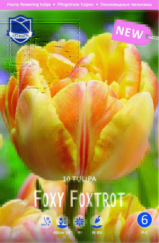 Tulpe gefüllte späte Foxy Foxtrot 11/12