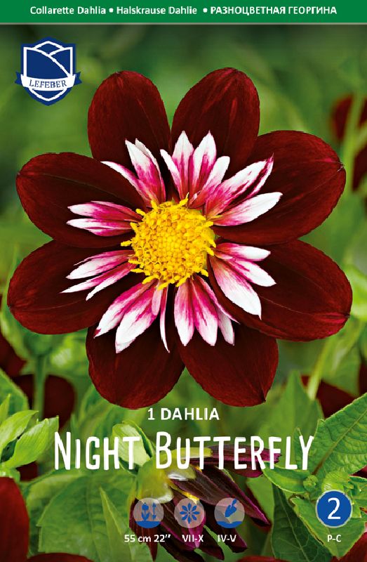 Dahlie Halskrause Night Butterfly