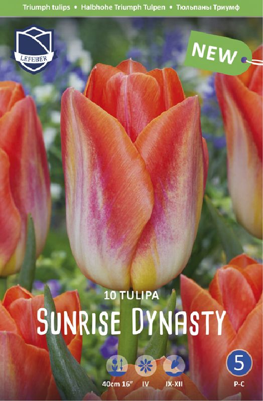 Tulpe Triumph Sunrise Dynasty