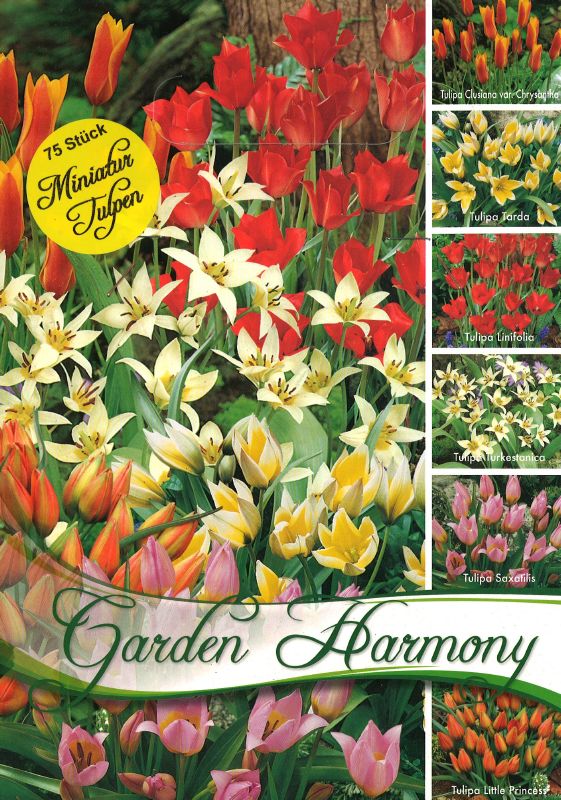 Miniatur-Tulpen Garden Harmony