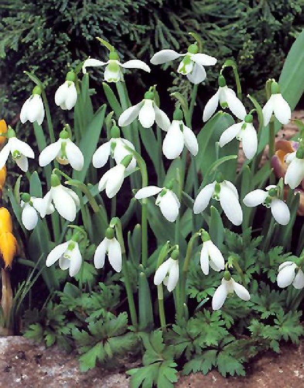 Galanthus elwesii 5/6