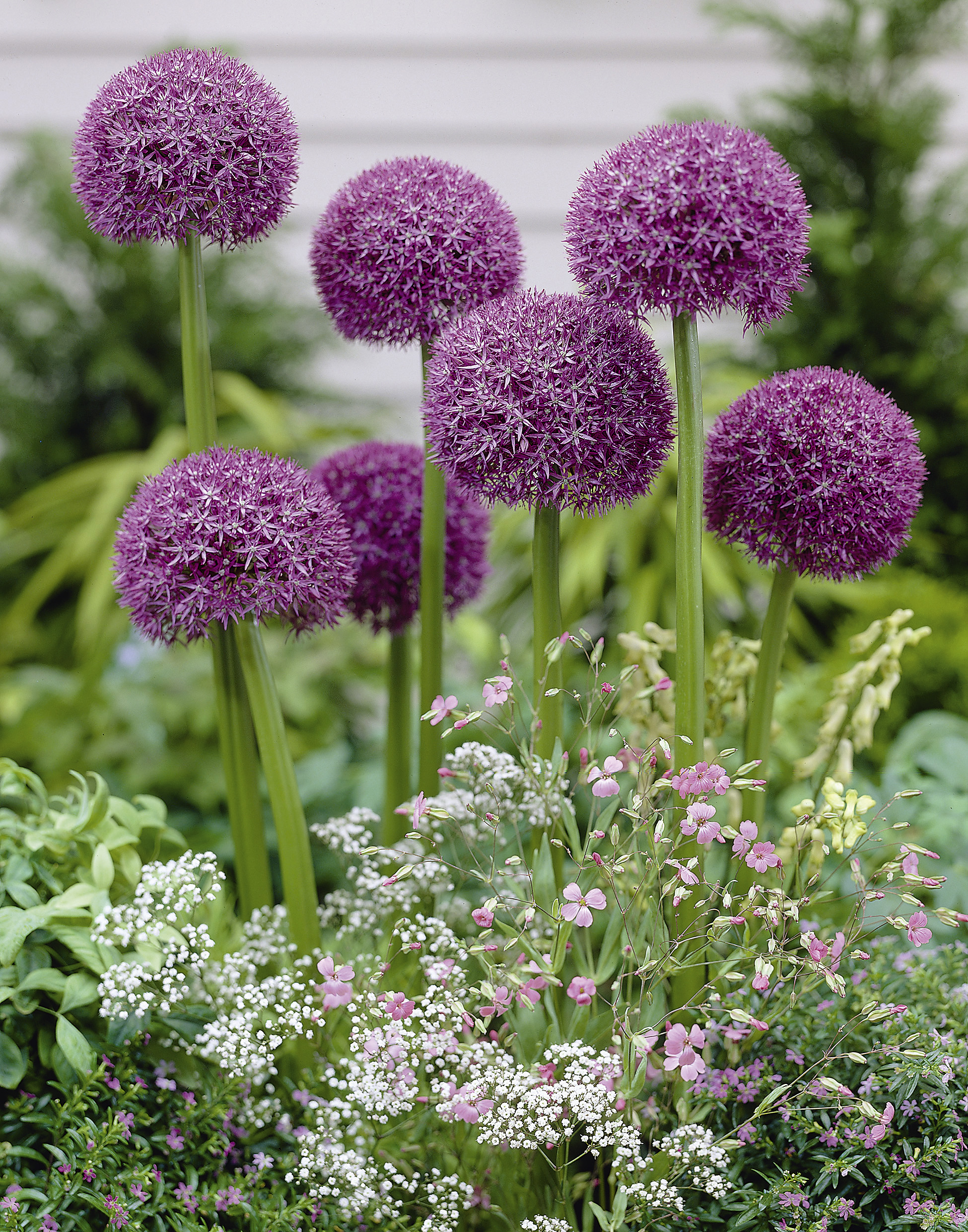 Allium Pinball Wizard 20/22