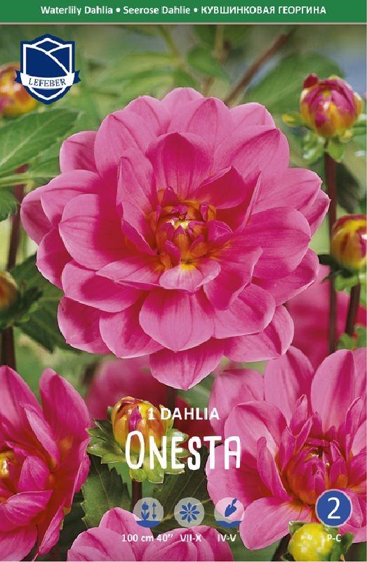Dahlie Seerosendahlie  Onesta