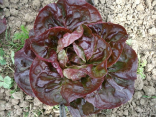 Bio Wintersalat Roter Butterhäuptel - Produktbild 3