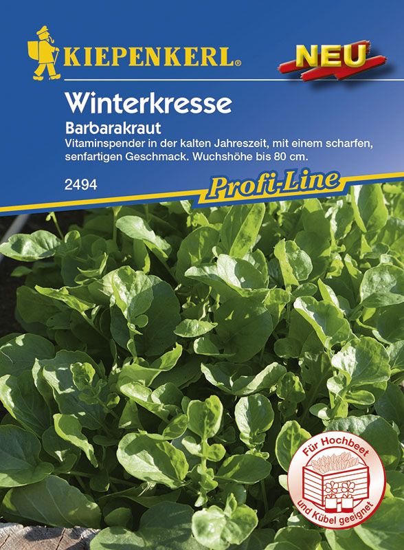 Winterkresse, Barbarakraut