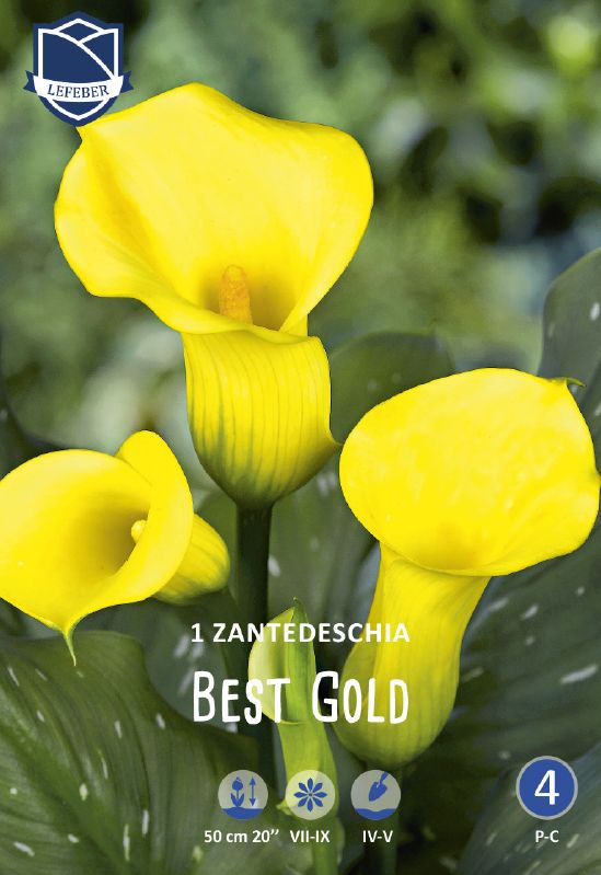 Zantedeschia Calla gelb 16/18