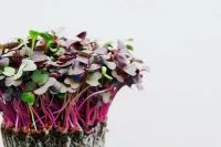 Microgreens mit violetten Stielen und grünen Keimblättern