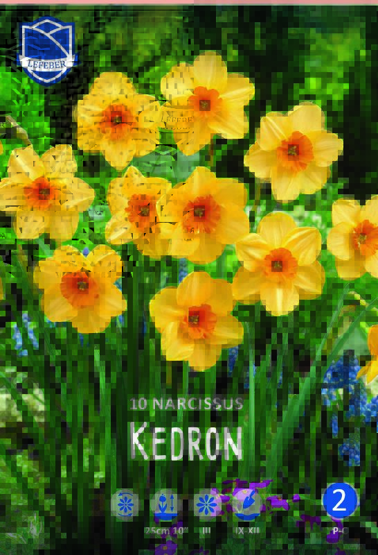 Narzisse Kedron 10/+ - Produktbild 1