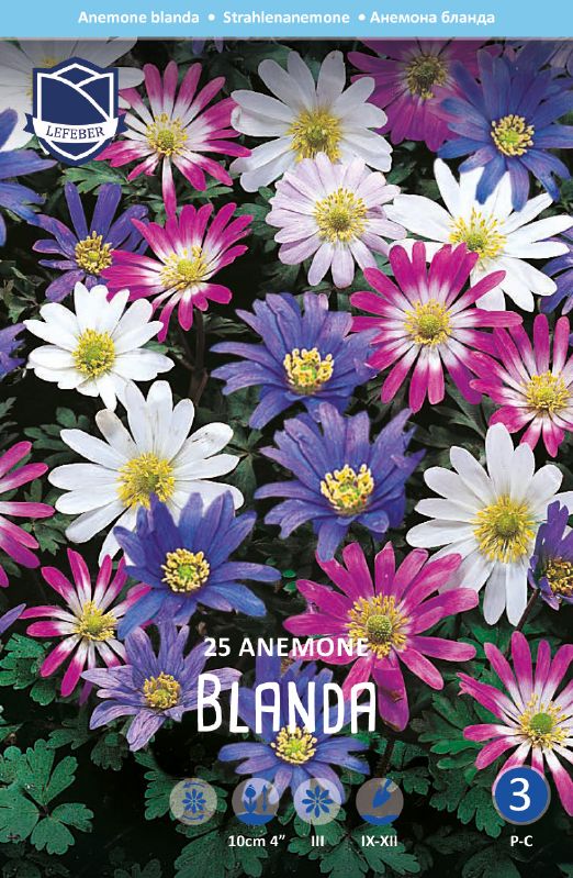 Anemone blanda Mischung 5/+