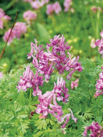 Corydalis Beth Evans 6+ - Produktbild 1