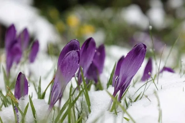 Kombination verschieden hoher Blumenzwiebeln in einem Frühlingsbeet