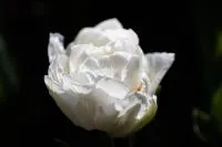 Weiße gefüllte späte Tulpe vor dunklem Hintergrund