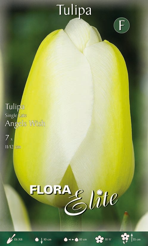 Tulpe späte Angels Wish 11/+
