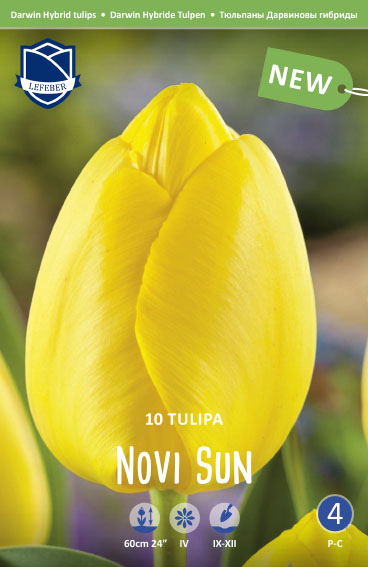 Darwin-Tulpe "Novi Sun" (Größe 12/+)