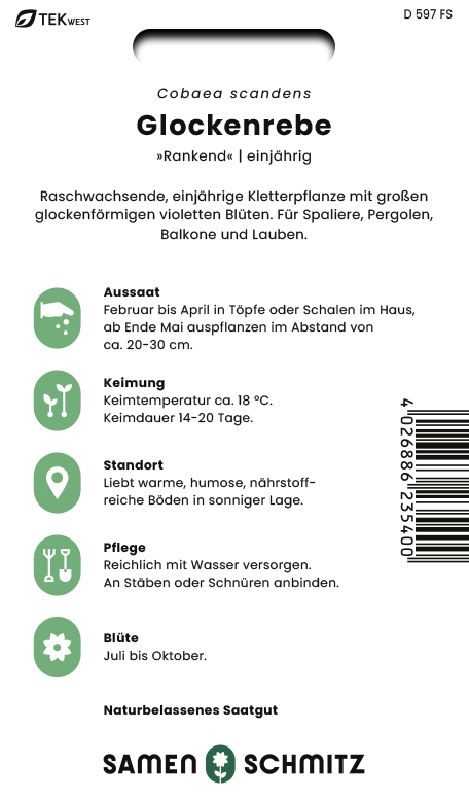 Cobaea scandens, Glockenrebe - Produktbild 2