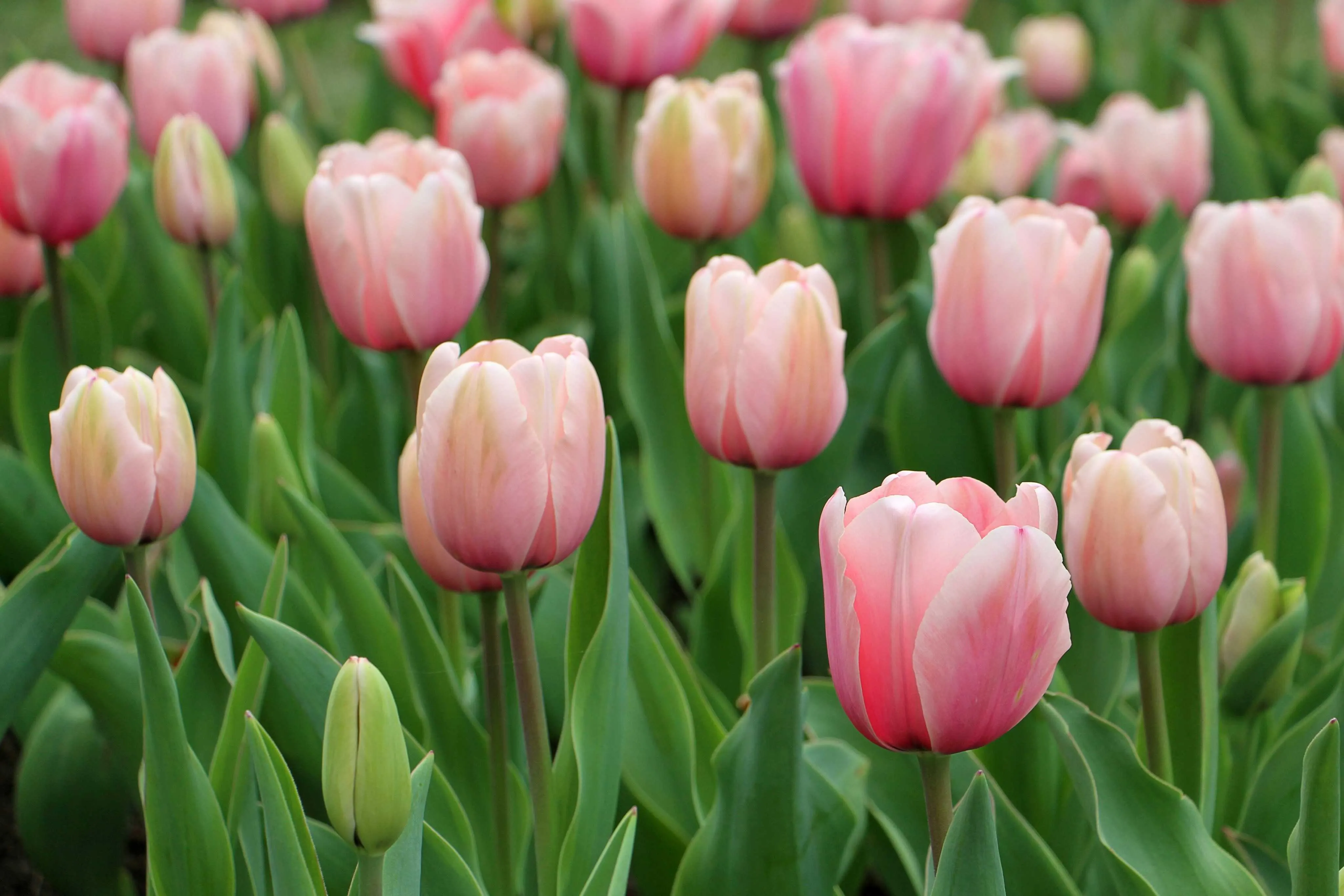 Rosafarbene Tulpenblüte im Garten – zarte Frühlingsblume in voller Blüte
